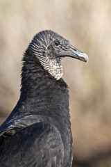 Black Vulture (Coragyps atratus)