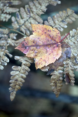Autumn leaf on fern