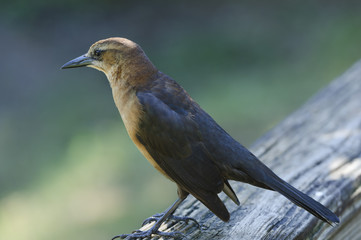Boat-tailed Grackle