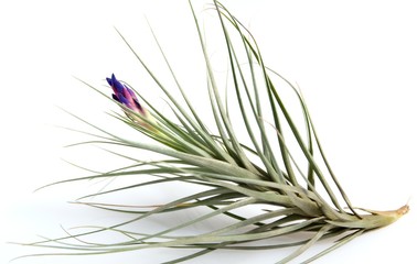 Fototapeta premium Tillandsias: 