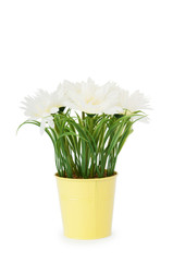 White gerberas in the pot