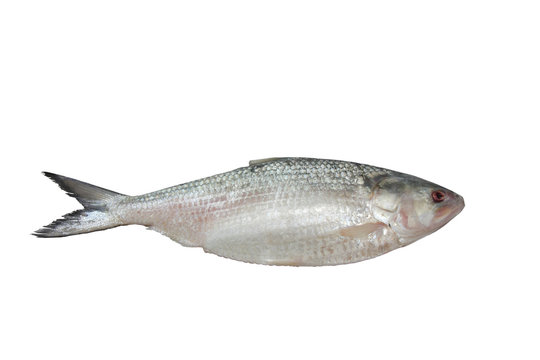 Ilish fish isolated on white