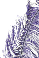 Purple Feather on White Background