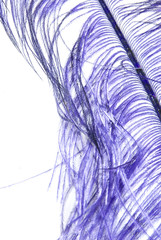 Purple Feather on White Background