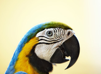 Fototapeta premium Portrait of tropical wild parrot.