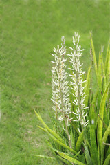 Beautiful white Kenya Hyacinth flowers