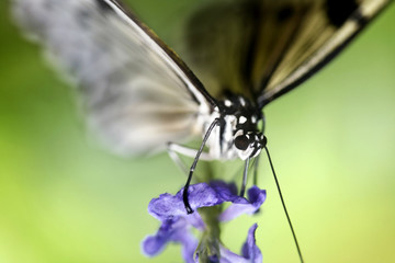 Butterfly and red flower on green background.