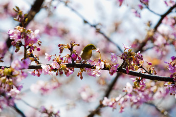 メジロと河津桜