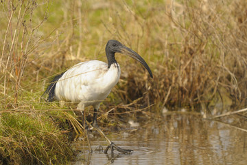 Sacred ibis, Threskiornis aethiopicus Latham
