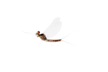 insect mayfly macro