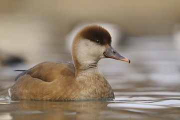 Red-crested Pochard - Netta rufina - female