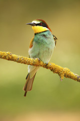 Abejaruco 236