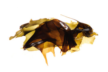 seaweed kelp © defun