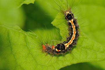 Tent Caterpillar