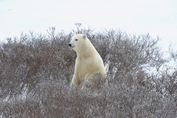 Fototapeta na wymiar The polar bear sniffs.