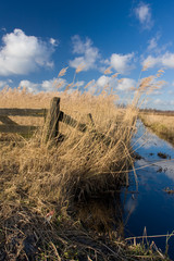 Tranquil dutch landscape