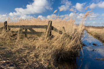 Tranquil dutch landscape