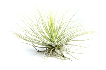 Tillandsias: 