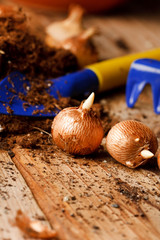 flower bulbs on the table