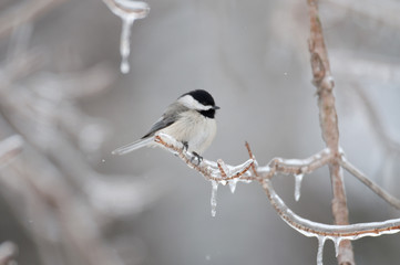 Black-Capped Chickadee