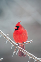 Northern Cardinal perched on branch