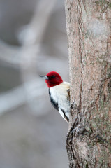 Red-headed woodpecker on icy branch