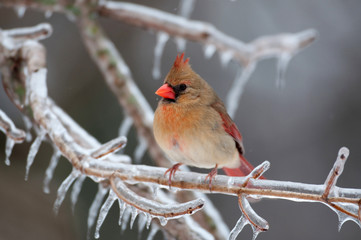 Female Northern Cardinal