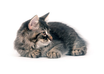 Cute kitten laying down on white background