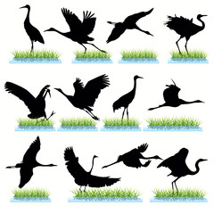 Fototapeta premium Cranes silhouettes