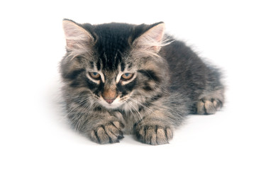 Fototapeta premium Cute kitten laying down on white background