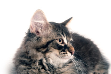 Cute kitten laying down on white background