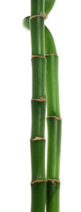 Green bamboo stems isolated over white background