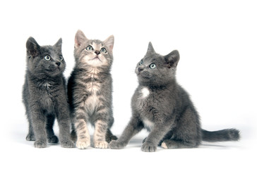 Group of gray kittens on white