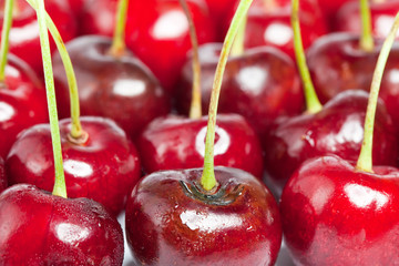 Sweet cherry