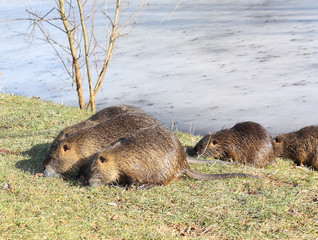 family nutria feeding
