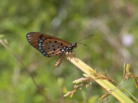 tawny coster butterfly