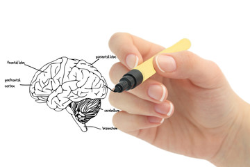 human brain
