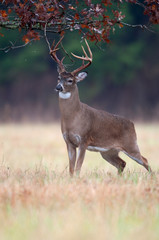 White-tailed deer buck rut behavior