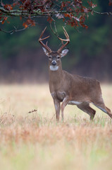White-tailed deer buck rut behavior