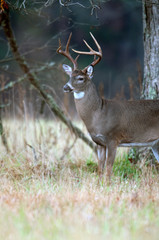 White-tailed deer buck rut behavior