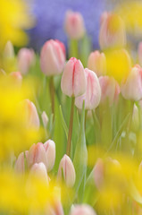 Fototapeta premium Tulpen