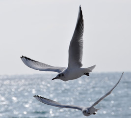 mouettes en vol méditerranée