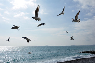 Fototapeta premium vol de mouettes en méditerranée