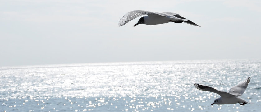 vol de mouettes reflets en m&eacute;ditrran&eacute;e