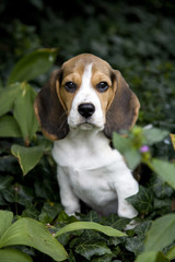 Beagle Baby