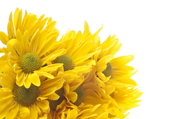 Yellow Daisy Background