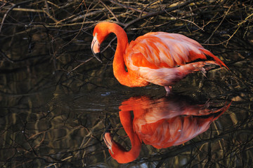 Fototapeta premium American Flamingo (Phoenicopterus ruber)
