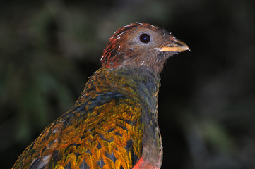 Pavonine Quetzal (Pharomachrus pavoninus) standing