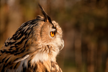 Profile of brown owl