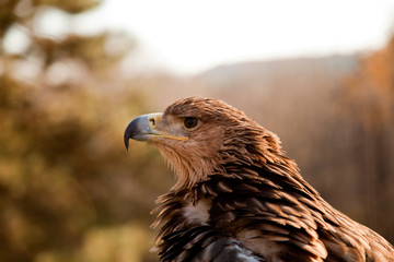 Profile view of mountain eagle